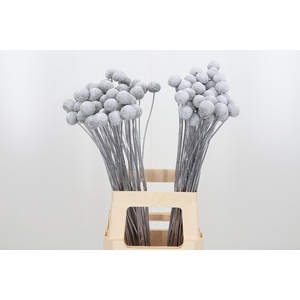 Craspedia Kl Bh Zilver Xl