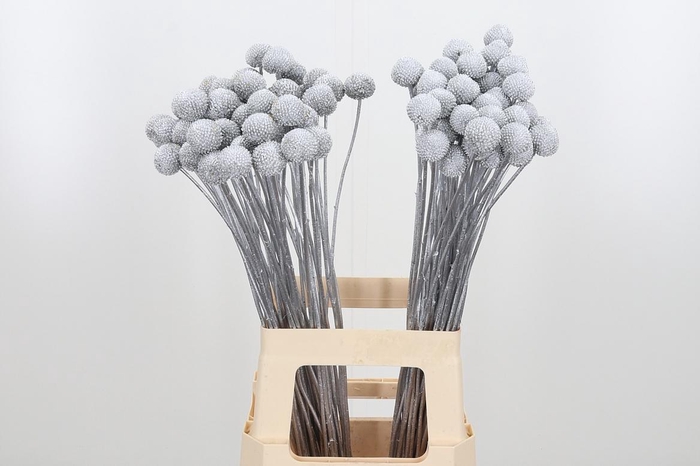 <h4>Craspedia Kl Bh Zilver Xl</h4>