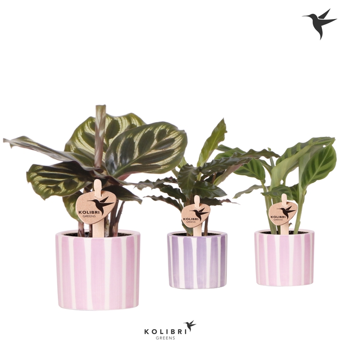 <h4>Calathea Gemengd Keramiek Painted Stripe</h4>