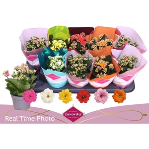 KAL GE PERF GEM 6 KL