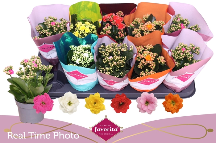 <h4>KAL GE PERF GEM 6 KL</h4>