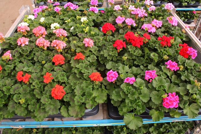 <h4>Pel Zon Mixk</h4>