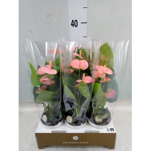 Anthurium andr. 'Spirit'