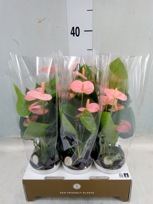 <h4>Anthurium andr. 'Spirit'</h4>