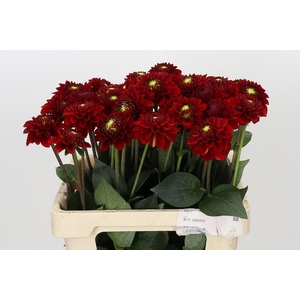 Dahlia Red Fox
