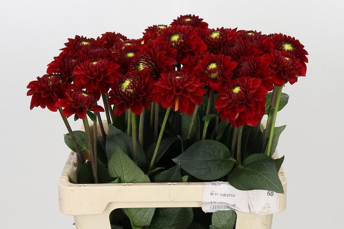 <h4>Dahlia Red Fox</h4>
