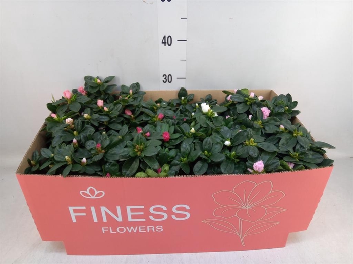 <h4>Rhododendron sim. 'Hellmut V' .mix</h4>