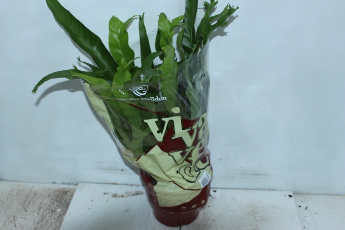 <h4>ASPLENIUM CRISSIE P20</h4>