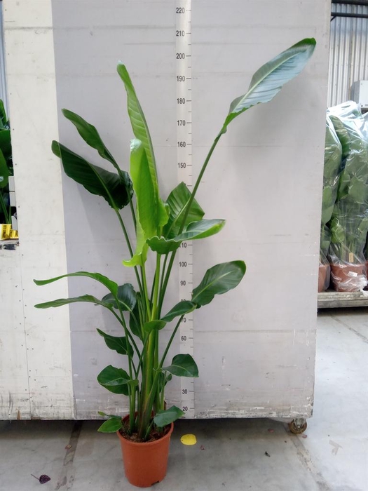 <h4>Strelitzia nicolai</h4>