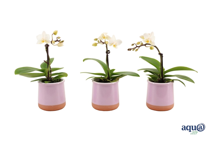 <h4>Valencia Lila Tiny Dolls Wit 1T7+ aqu@</h4>