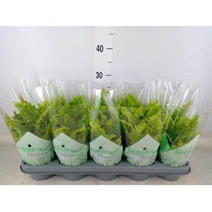 Nephrolepis exal. 'Green Moment'