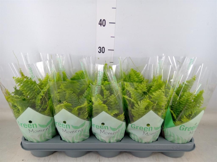 <h4>Nephrolepis exal. 'Green Moment'</h4>