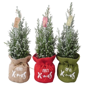 PTK25140 Ellwoodii met sneeuw in jute mix met decoratie