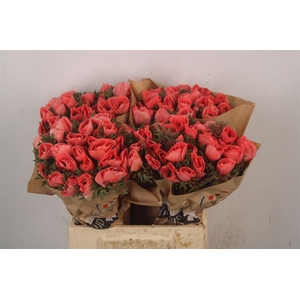 Anemone Powder Fonce Salmon