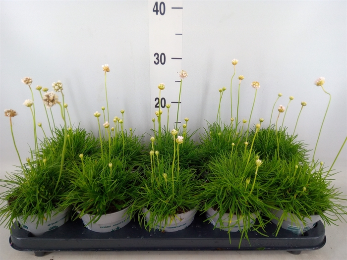 <h4>Armeria maritima 'Alba'</h4>