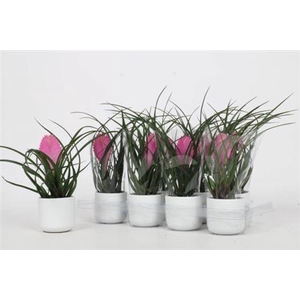 Tillandsia cyanea 'Anita'