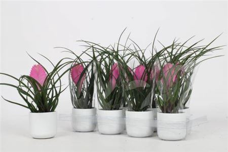 <h4>Tillandsia cyanea 'Anita'</h4>