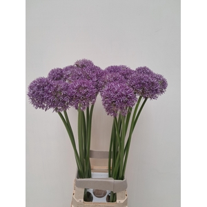 ALLIUM PINBALL WIZAR