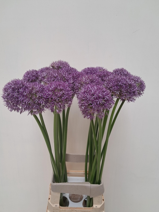 <h4>ALLIUM PINBALL WIZAR</h4>