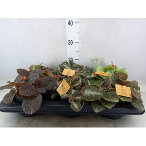 Episcia   ...