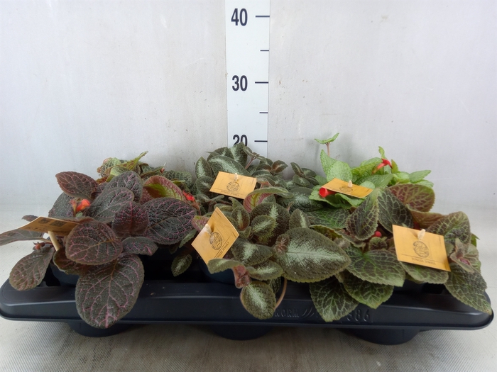 <h4>Episcia   ...</h4>