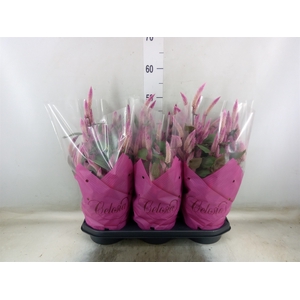 Celosia arg. SP 'Wild Pink'