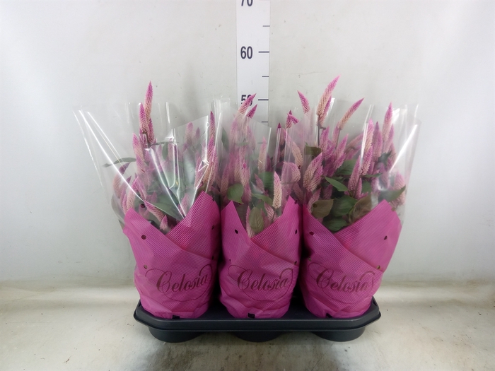 <h4>Celosia arg. SP 'Wild Pink'</h4>