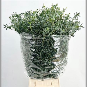 Euca Parvifolia 400gr P Bunch