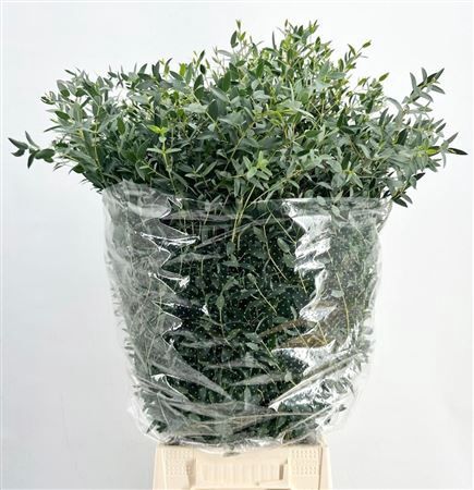 <h4>Euca Parvifolia 400gr P Bunch</h4>
