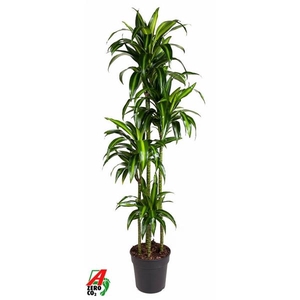 Dracaena fragrans 'Hawaiian Sunshine' (toef)