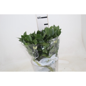 FOLHAGEM RUSCUS 050 CM