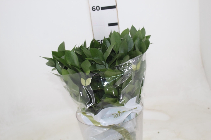 <h4>FOLHAGEM RUSCUS 050 CM</h4>
