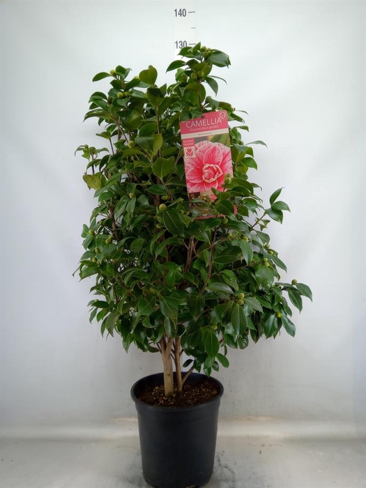 <h4>Camellia japonica</h4>