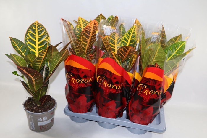 <h4>Codiaeum var. Petra</h4>