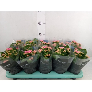 Kalanchoe blos. 'Serenity Pink'
