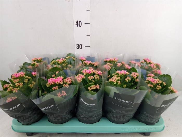 <h4>Kalanchoe blos. 'Serenity Pink'</h4>