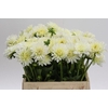 Dahlia White Cap
