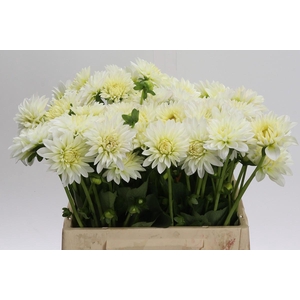 Dahlia White Cap