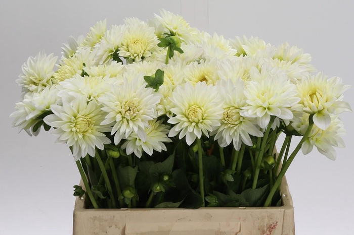 <h4>Dahlia White Cap</h4>