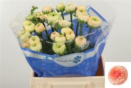 <h4>Ran Su Tuareg</h4>