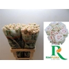 R Tr Royal Porcelina