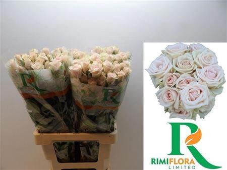 <h4>R Tr Royal Porcelina</h4>