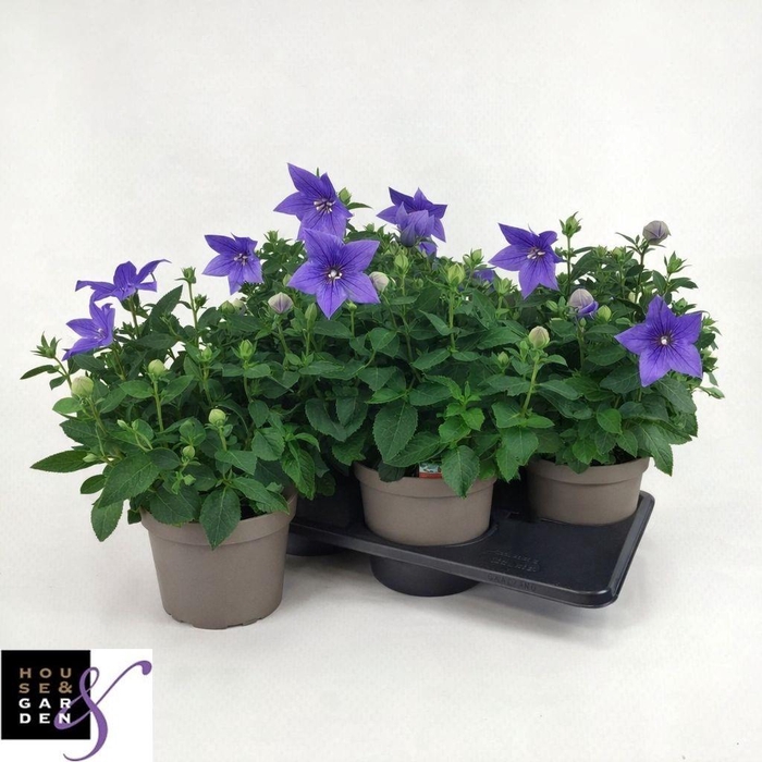 <h4>PLATYCO GR ASTRA BLU</h4>