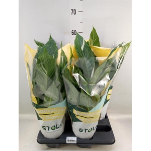 Spathiphyllum  'Diamond'