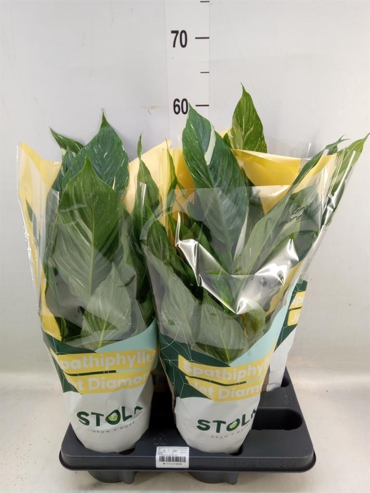 <h4>Spathiphyllum  'Diamond'</h4>