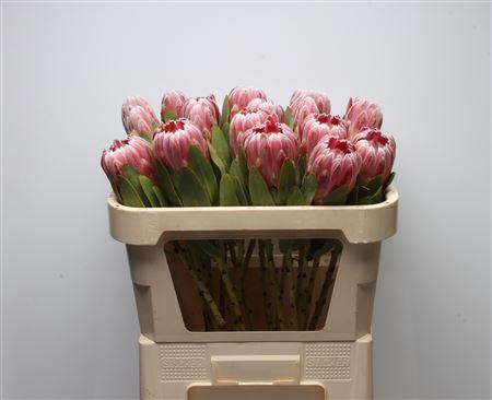 <h4>Protea Carnival</h4>