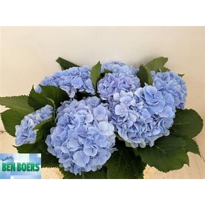 Hydr M Ch Verena Bl 50cm