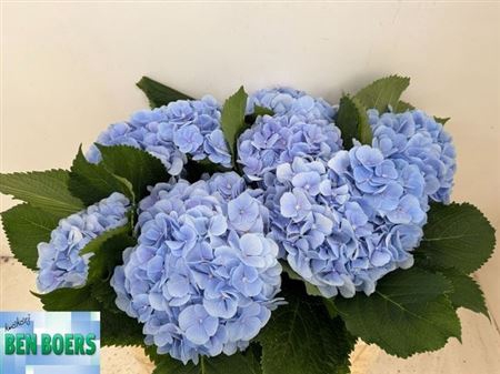 <h4>Hydr M Ch Verena Bl 50cm</h4>