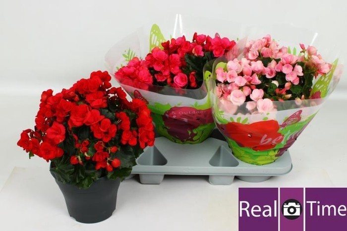 <h4>BEG EN BETULIA GEM</h4>