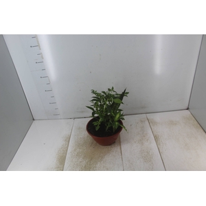 COQUETEL 7 ERVAS C21
